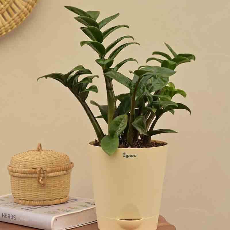 Ugaoo Dwarf ZZ Plant media 4
