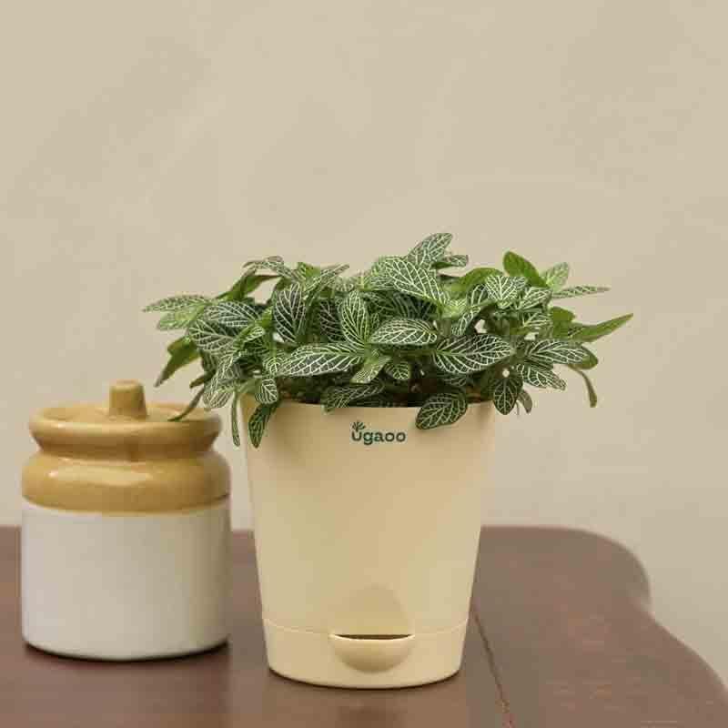 Ugaoo Fittonia Green Plant (Nerve Plant) media 4