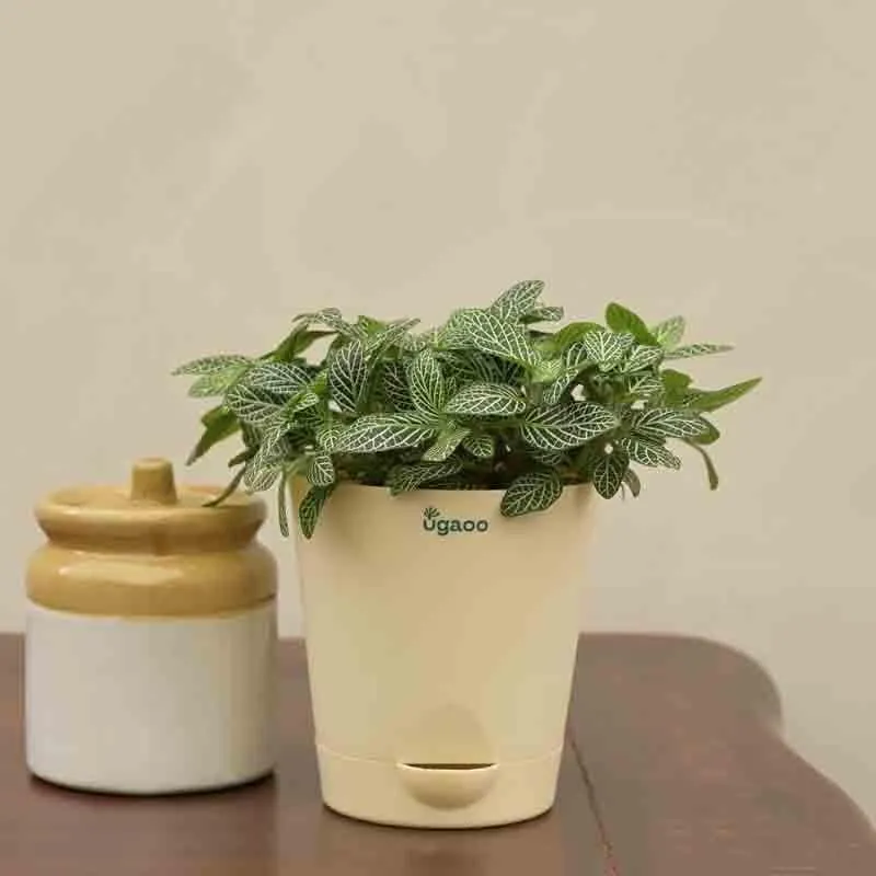 Ugaoo Fittonia Green Plant (Nerve Plant) media 4