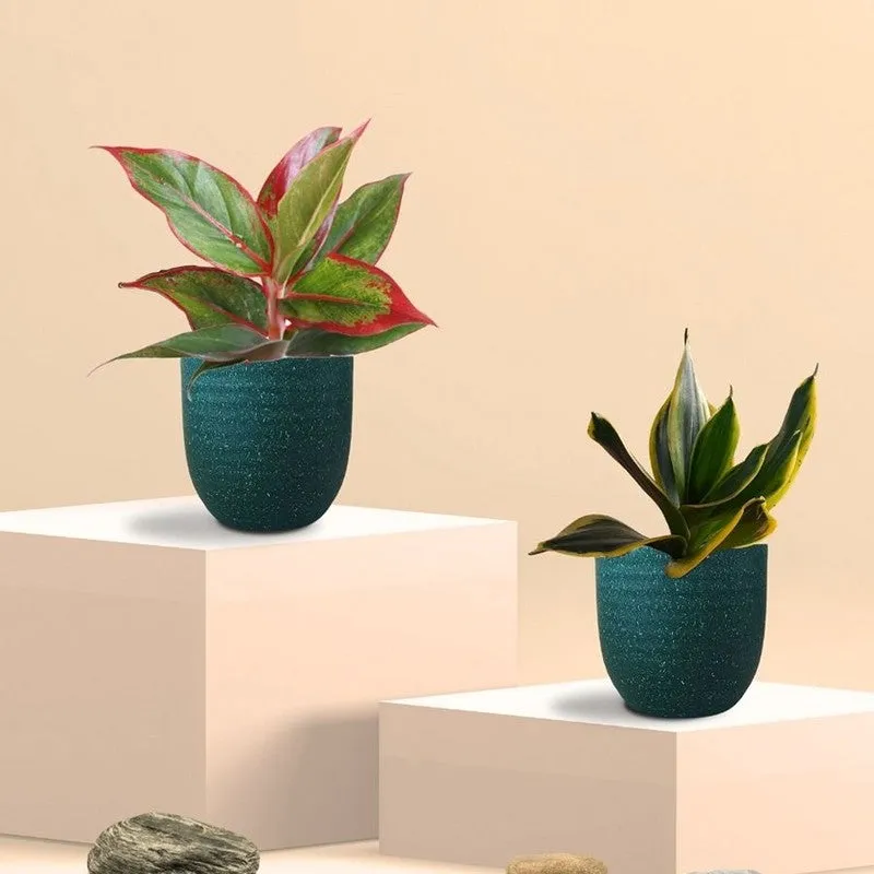 Greenkin Aglaonema Lipstick & Golden Snake Live Plants (Green) - Set Of Two media 3