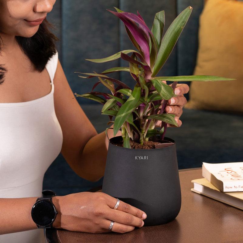 Kyari Oyster Plant With Metal Self Watering Pot - Black media 4