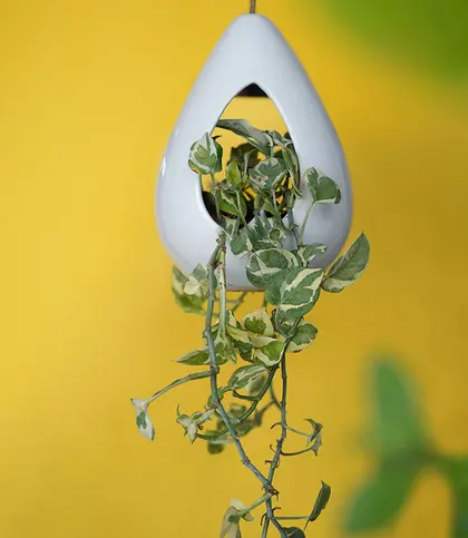 Ceramic