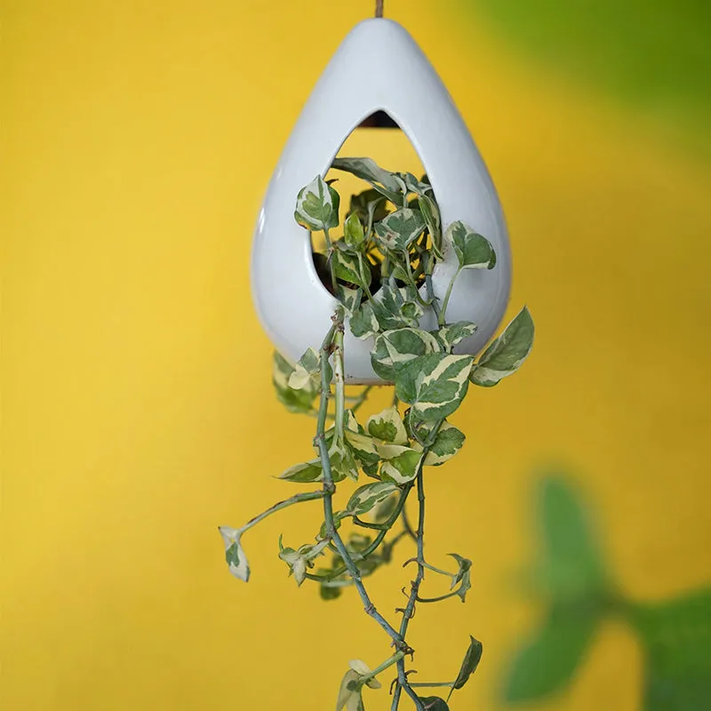 Alizia Nest Hanging Planter media 1