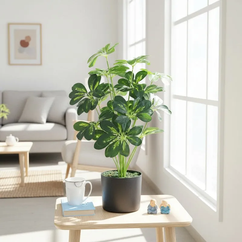 LeafMuse Schefflera Artificial Plant Without Pot - 2.3 Feet media 3