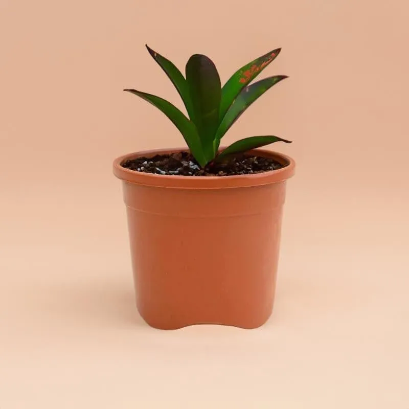 Ugaoo Garden Brown Plastic Pot (15.4 CM) - Set Of Twelve media 3