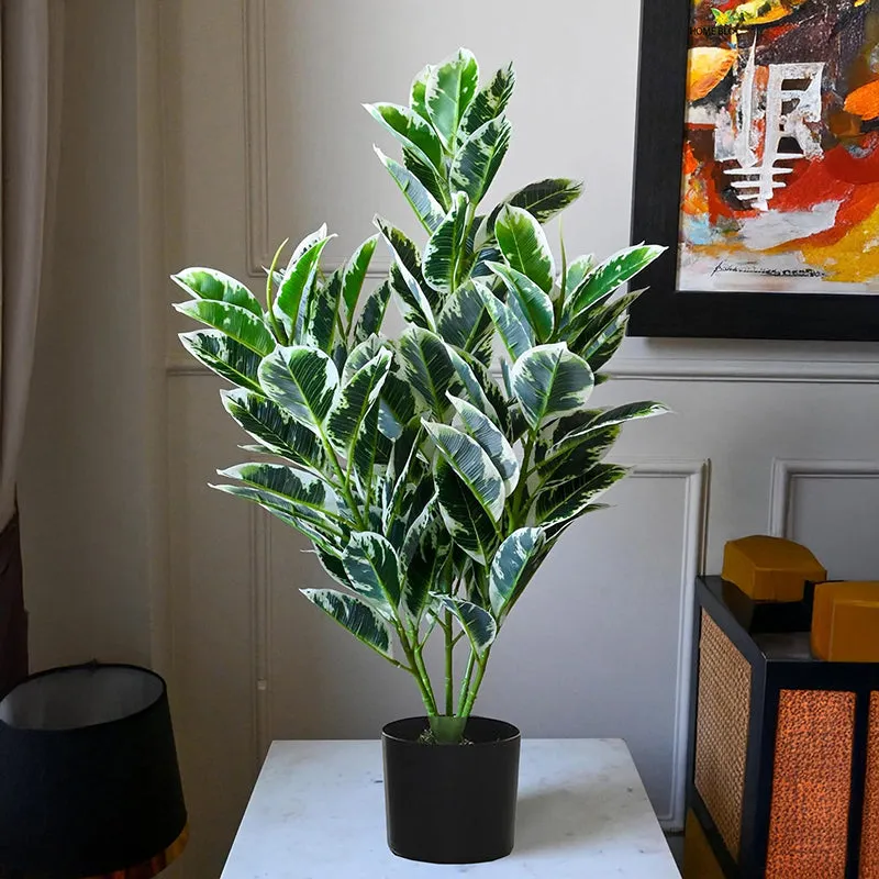Faux Zebra Plant With Black Plastic Pot - 2.79 ft media 3