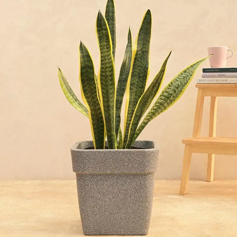Ugaoo Barca Square Small Planter - Grey media 3