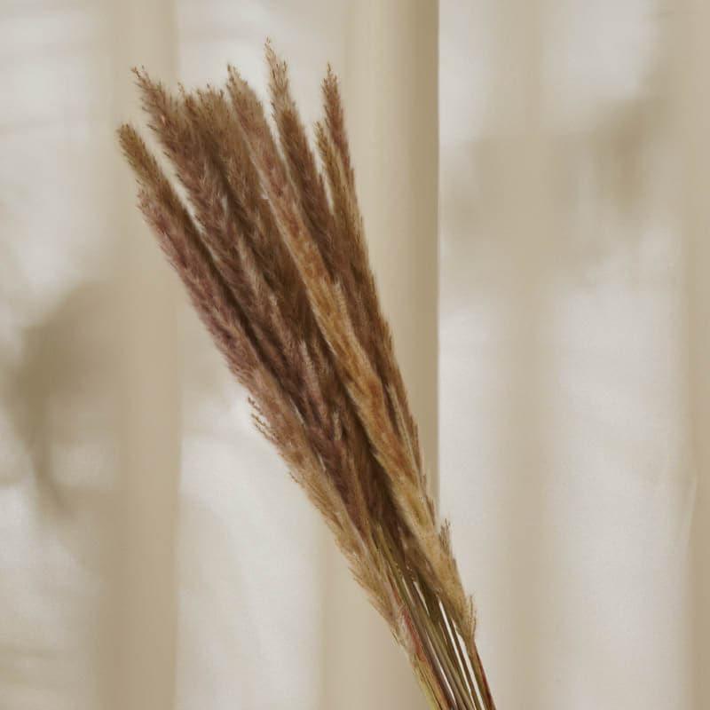 Foxtail Pampas Stems (2.62 ft) - Natural media 4