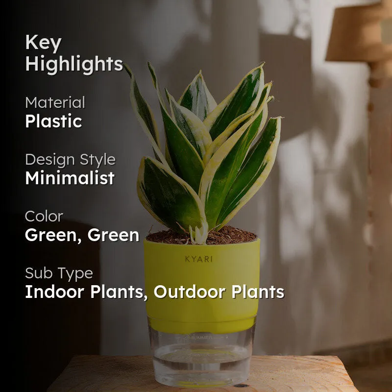 Kyari Golden Hahnii Snake Plant With Self Watering Pot (Green) - 18 cm media 2