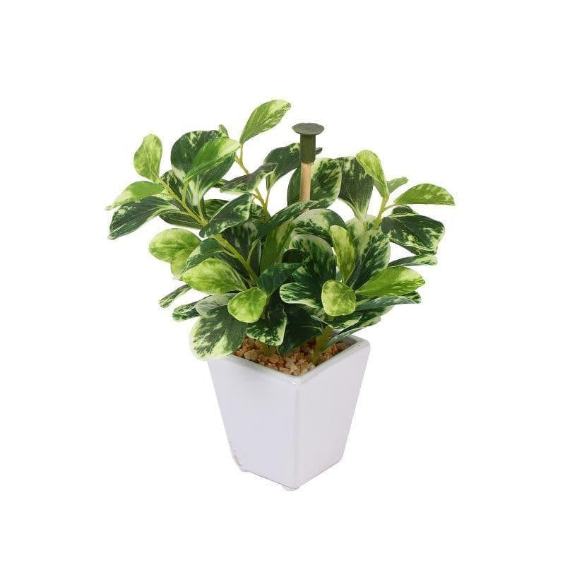 Wandering Jew Faux Bonsai (20 cms) - Dark Green media 3