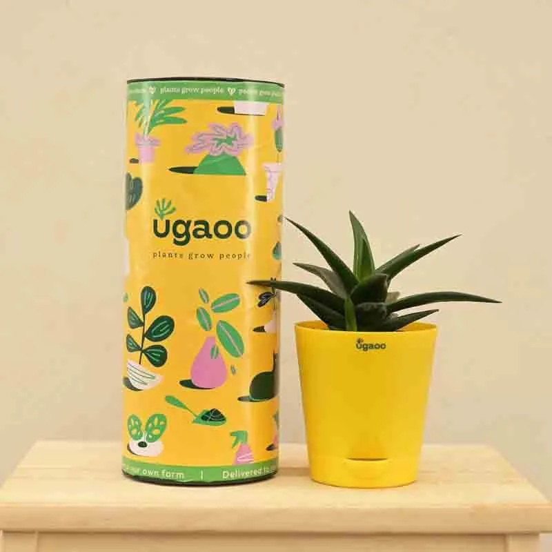 Ugaoo Aloe Vera Mini Plant media 1