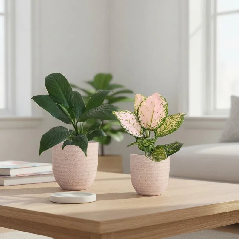 Greenkin Aglaonema Wishes & Lily Live Plants (Ivory) - Set Of Two media 1