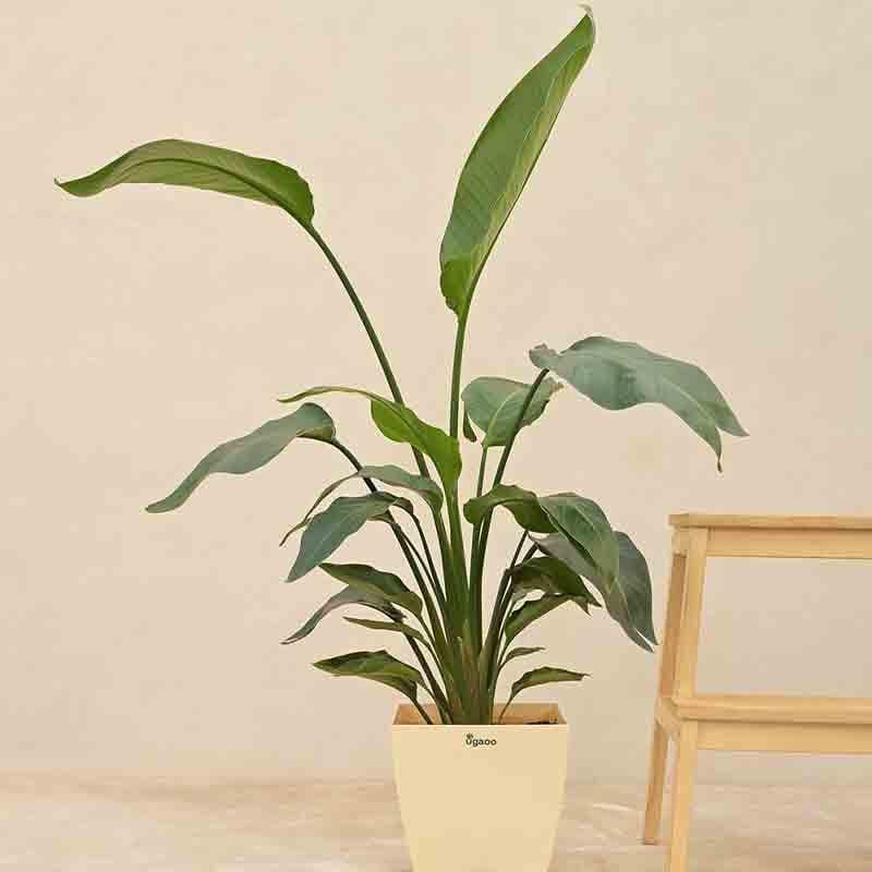 Live Plants