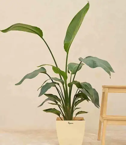 Live Plants