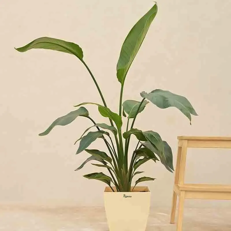 Ugaoo Bird of Paradise Plant - Medium media 1