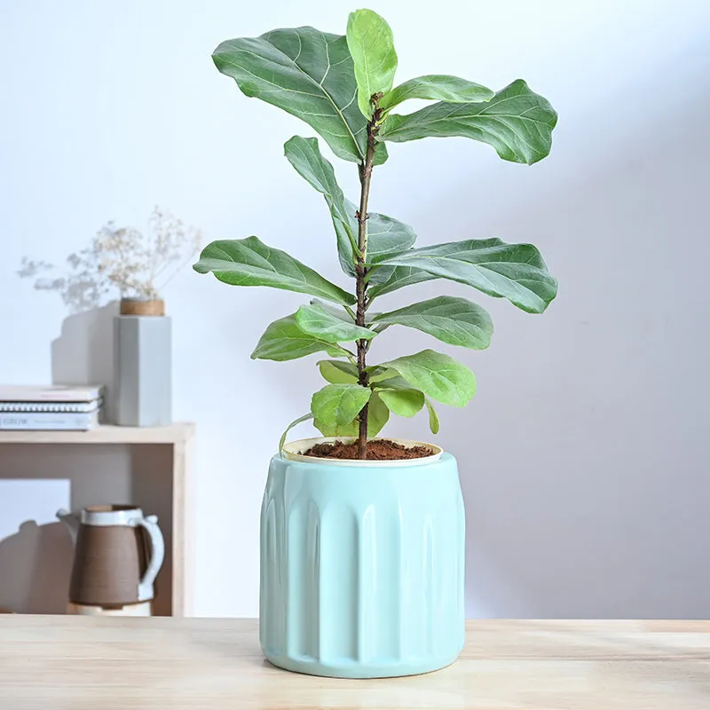 Ugaoo Straits Ceramic Planter - Light Blue - 2