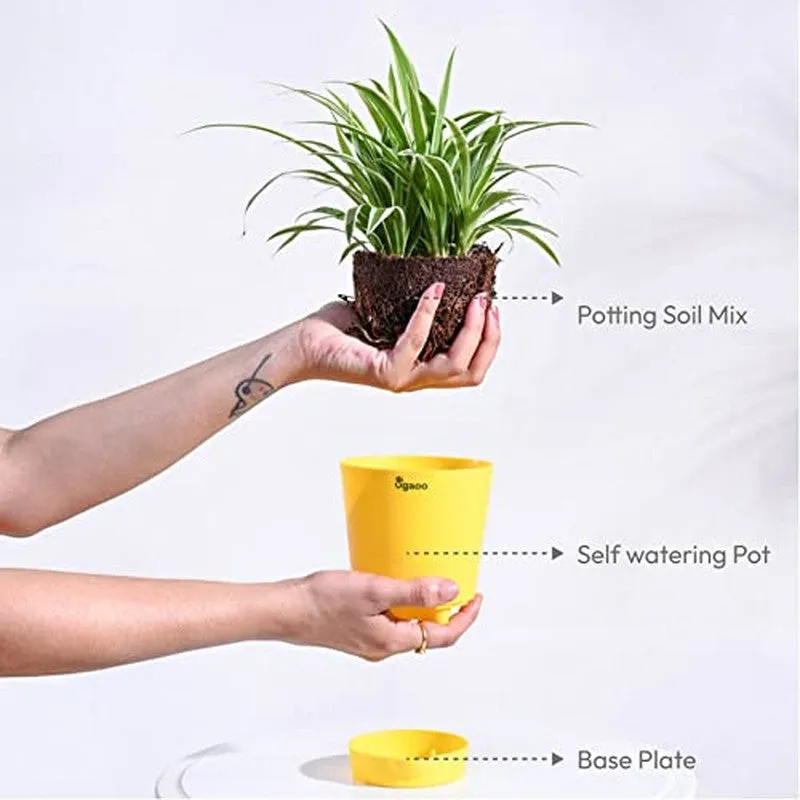Ugaoo Spider Plant media 7
