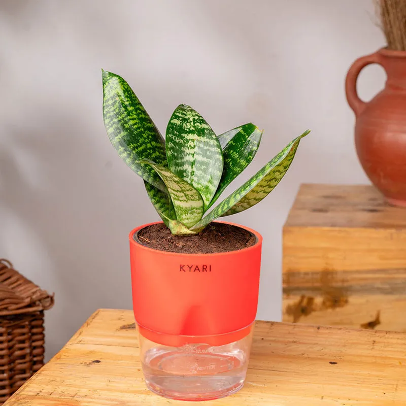 Kyari Sansevieria Snake Plant With Self Watering Pot (Red) - 18 cm media 3