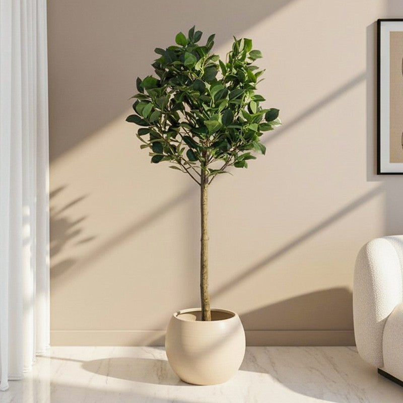 Modern Lush Southern Magnolia Plant without Pot - 4.2 Feet