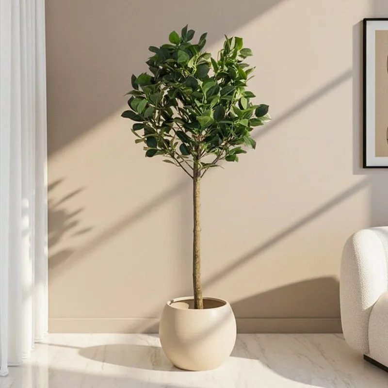 Modern Lush Southern Magnolia Plant without Pot - 4.2 Feet media 1