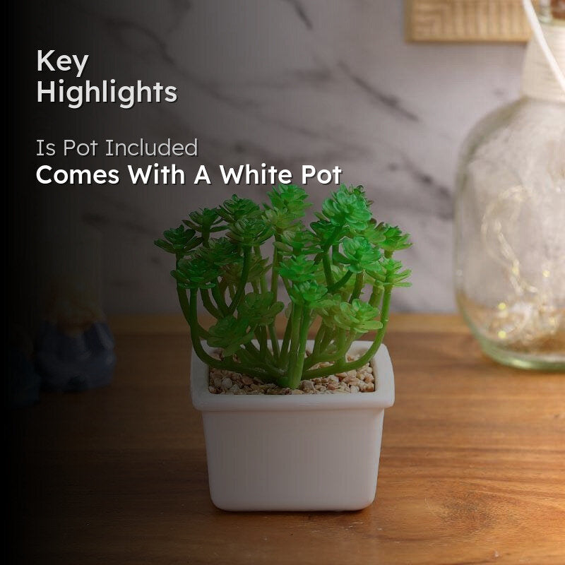 Faux Crassula In White Pot - 14.5 cms media 2