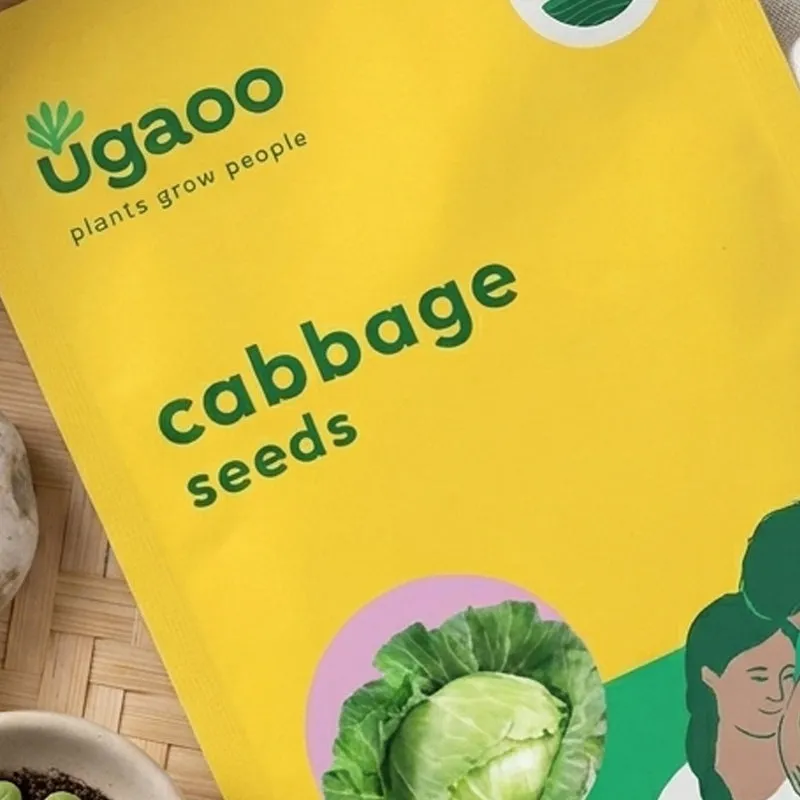 Close-up of the yellow Ugaoo cabbage seeds packet with cabbage image.