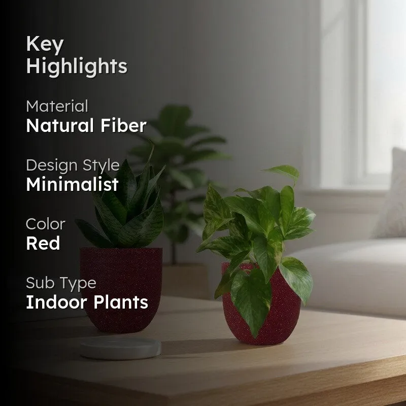 Greenkin Money Plant Gold King & Snake Live Plants (Red) - Set Of Two media 2
