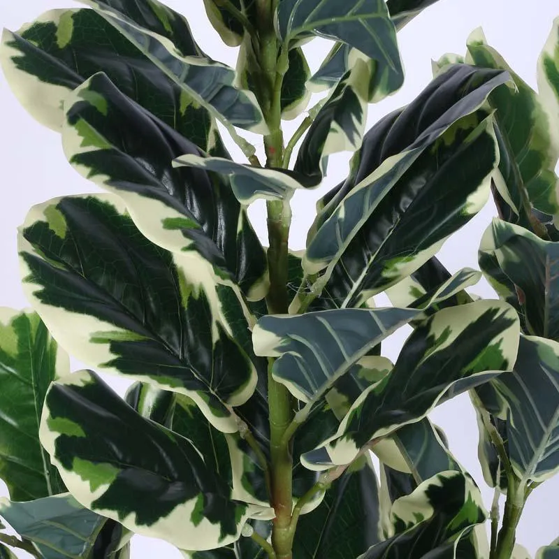 Faux Lush Variegated Fiddle Leaf Fig Plant With Black Plastic Pot - 5 Feet media 4