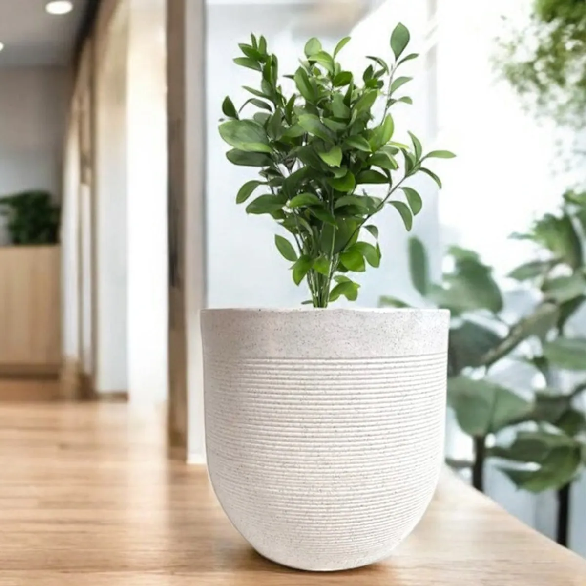 White ribbed planter holding a leafy green plant in a bright interior