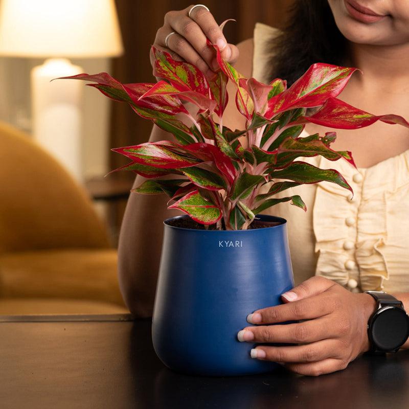 Kyari Aglaonema Lipstick Plant With Metal Self Watering Pot - Blue media 4