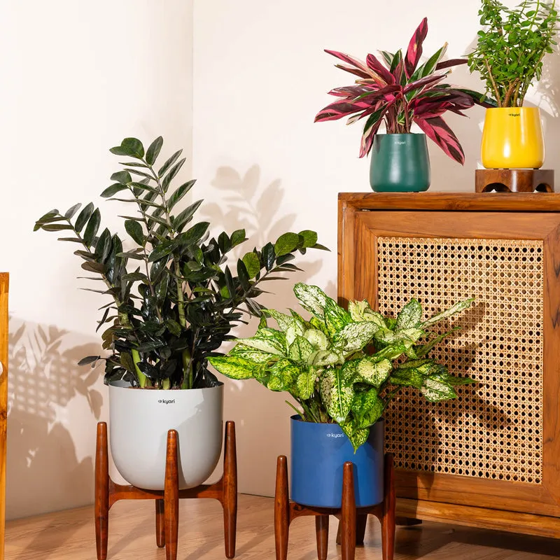 Kyari ZZ Plant With Metal Self Watering Pot (Blue) - 2.4 Feet media 4