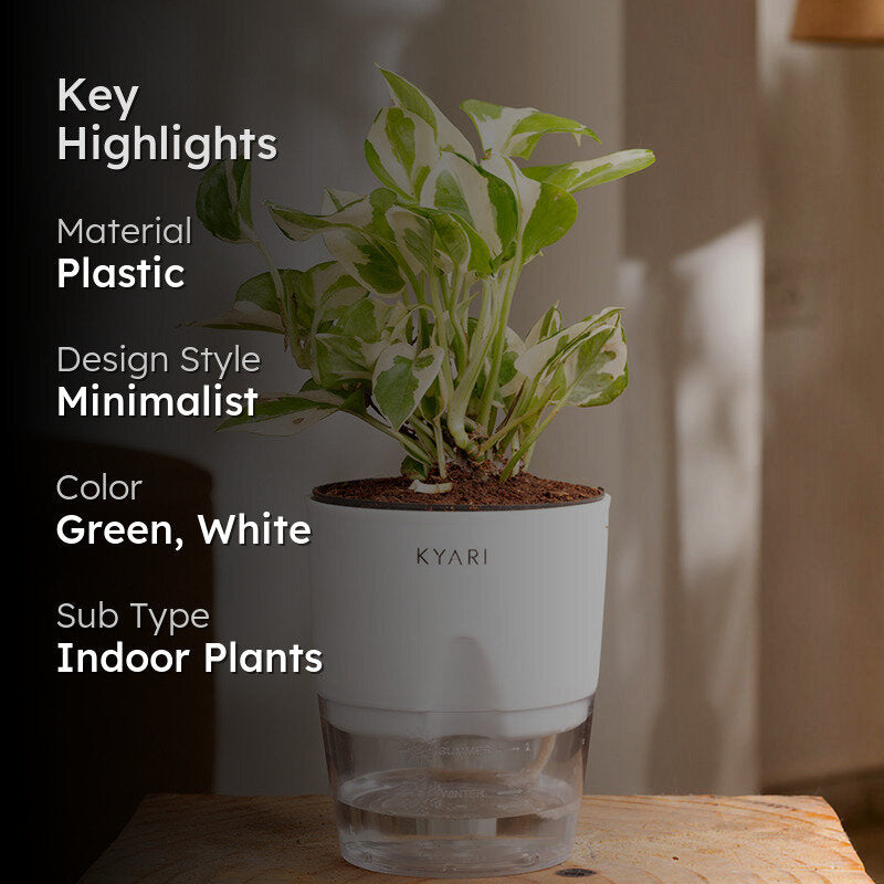Kyari Money Plant With Self Watering Pot (White) - 18 cm media 2
