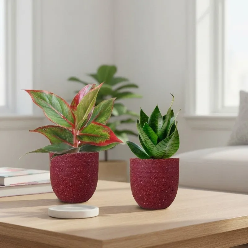 Greenkin Aglaonema Lipstick & Snake Live Plants (Red) - Set Of Two media 1