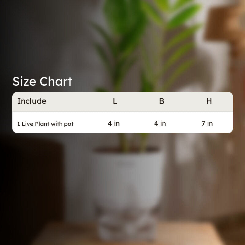 Kyari Zamioculcas Zamiifolia (ZZ) Plant With Self Watering Pot (White) - 18 cm media 7