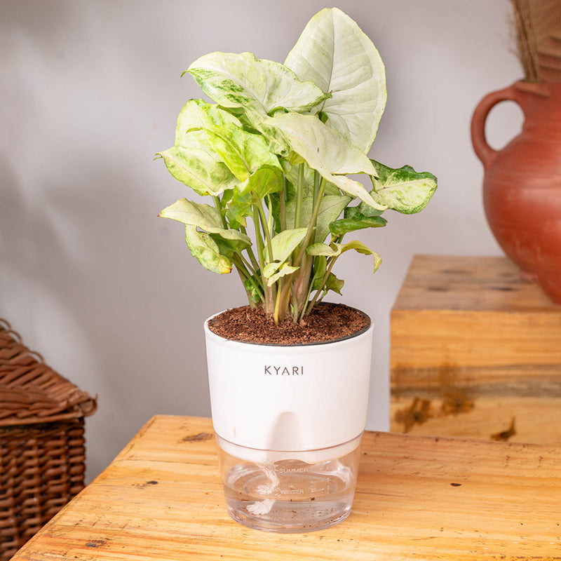 Kyari Syngonium Pixie Plant With Self Watering Pot (White) - 18 cm media 5