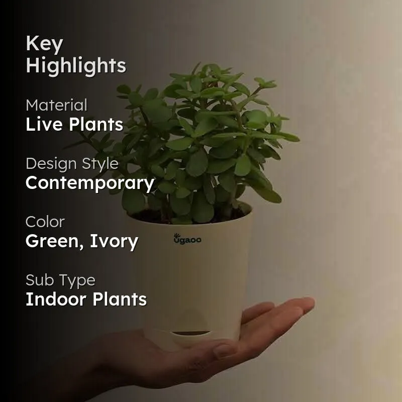 Ugaoo Jade Mini Plant- Medium media 2