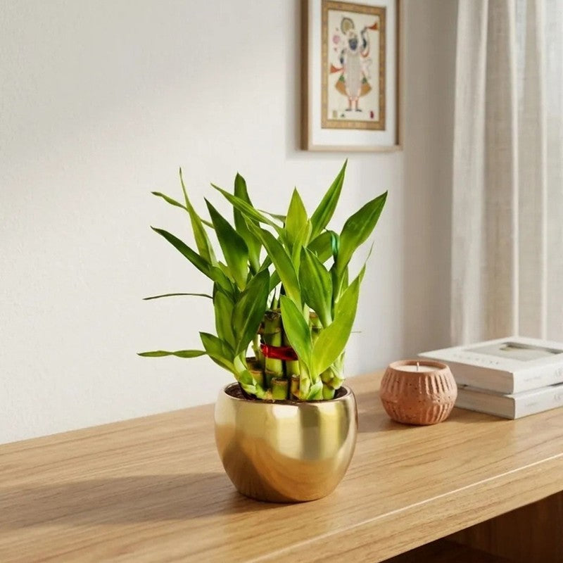 Greenkin 2-Layer Lucky Bamboo Live Plant