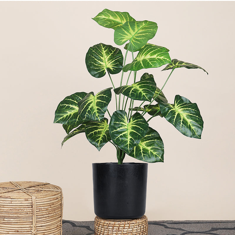 Money Plant II
