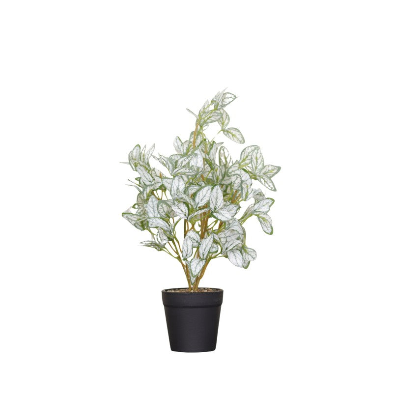 Artificial Ficus Starlight Plant With Black Fiber Pot - 1 Feet media 4