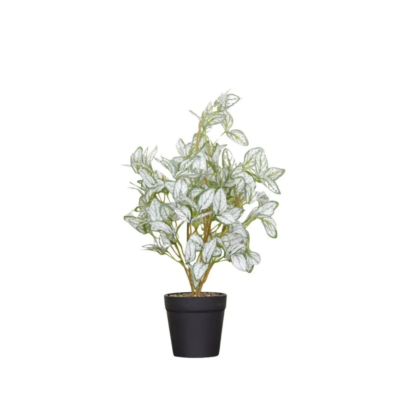 Artificial Ficus Starlight Plant With Black Fiber Pot - 1 Feet media 4