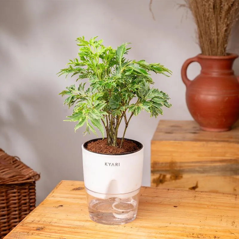 Kyari Aralia Green Plant With Self Watering Pot - White media 3