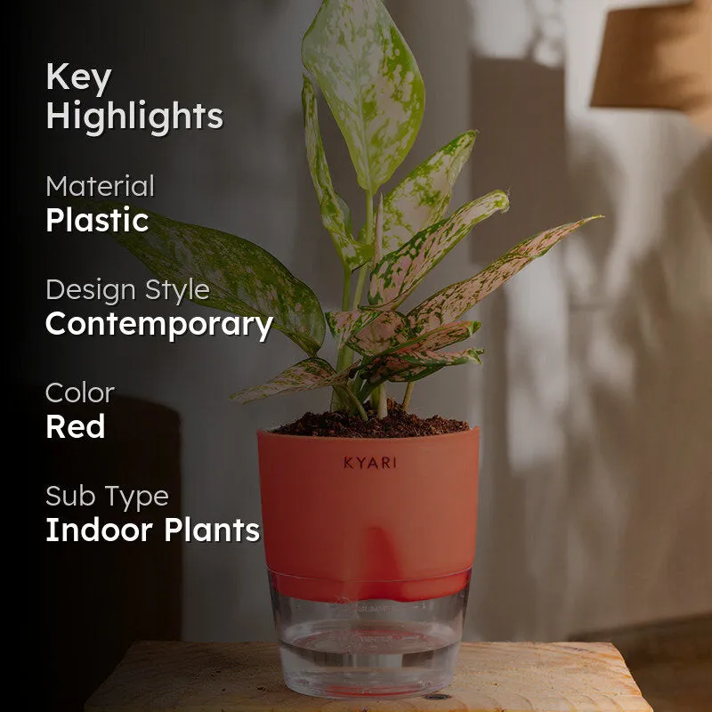 Kyari Aglaonema Snow White With Self Watering Pot - Red media 2