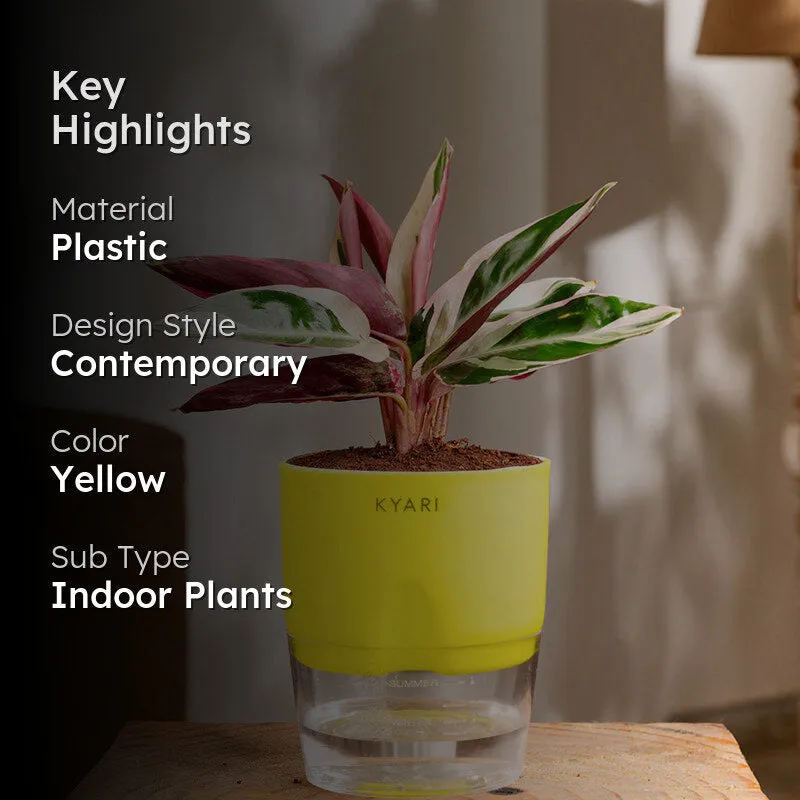 Kyari Calathea Plant With Self Watering Pot (Yellow) - 18 cm media 2
