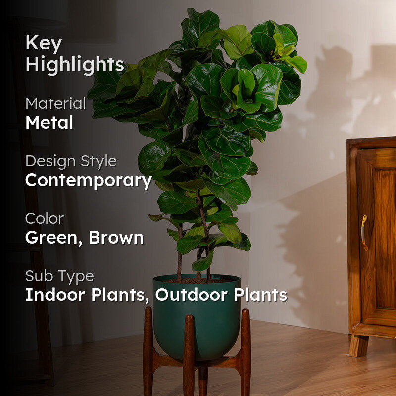 Kyari Bambino Plant With Metal Self Watering Pot (Green) - 2.4 Feet media 2