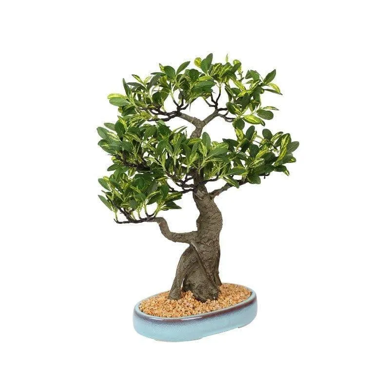 Faux Schefflera Bonsai In Tray Pot - 48 cms media 3