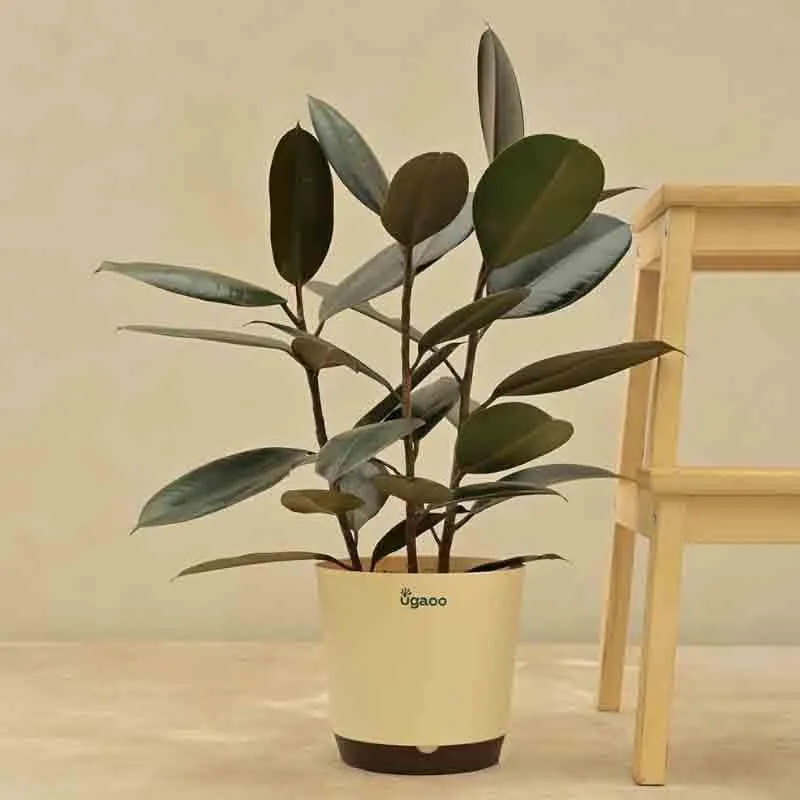 Ugaoo Rubber Plant - Large media 6