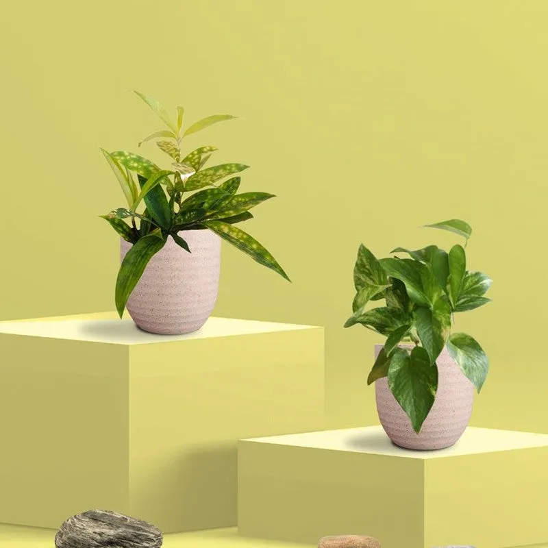 Greenkin Bamboo & Gold King Live Plants (Ivory) - Set Of Two media 3