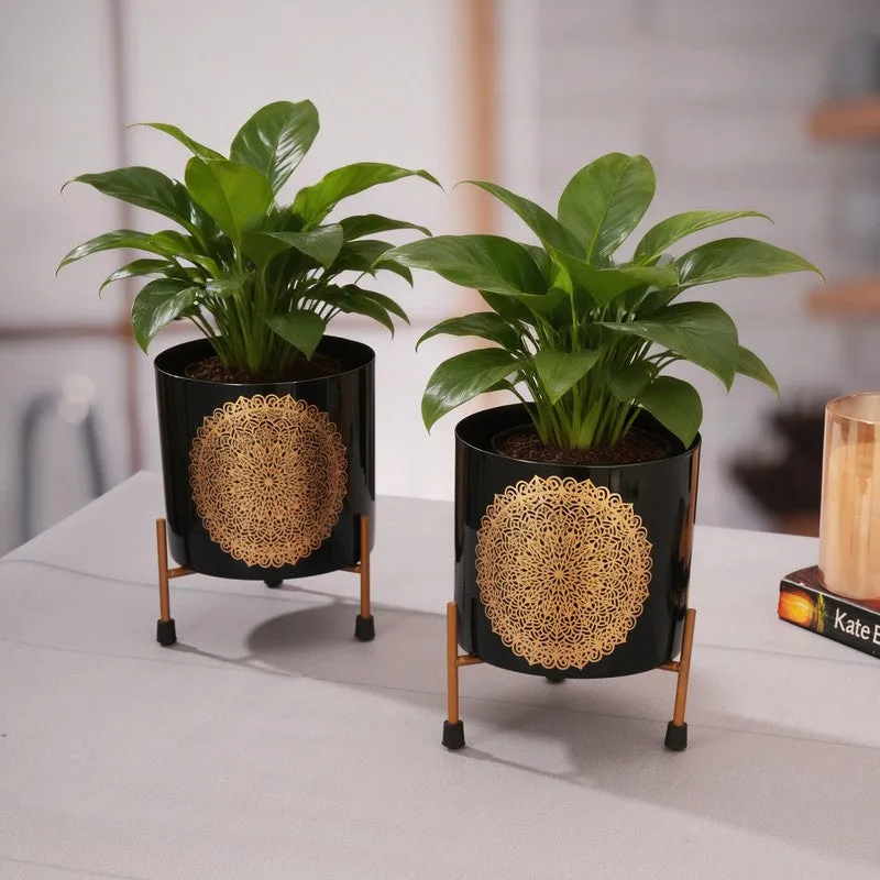 Root & Reside Metal Planters With Stand - Four Piece Set media 9