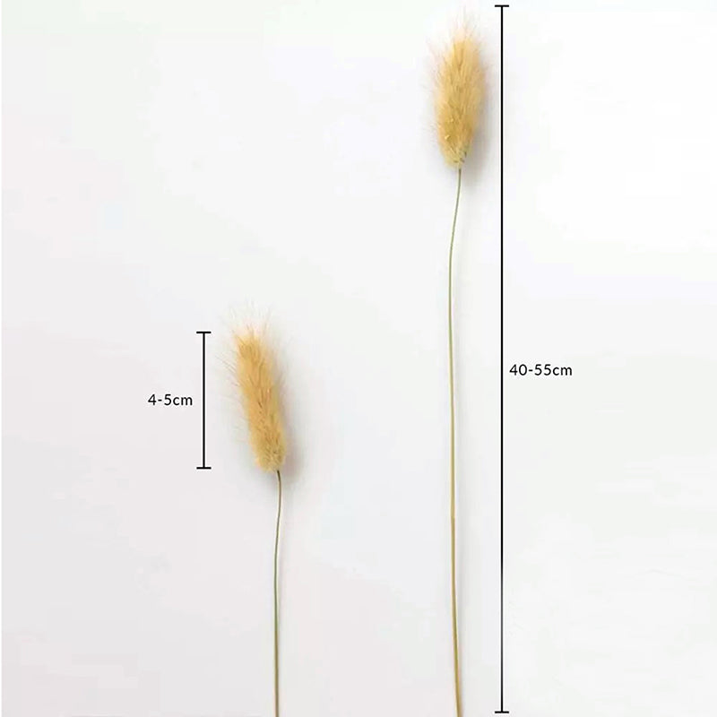 Cloudtail Dried Bunny Tail Stem (Beige) - Set Of Thirty media 6