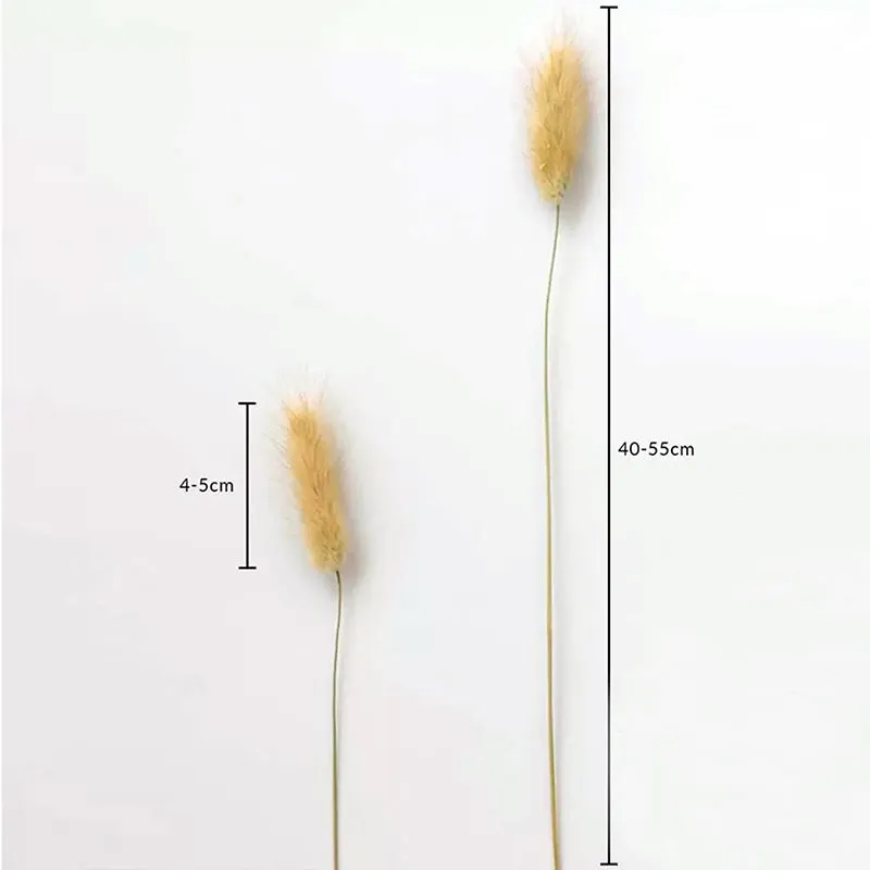 Cloudtail Dried Bunny Tail Stem (Beige) - Set Of Thirty media 6